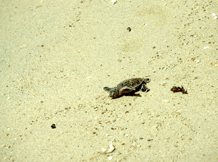 826_Baby schildpad op Pulau Selinkan.jpg